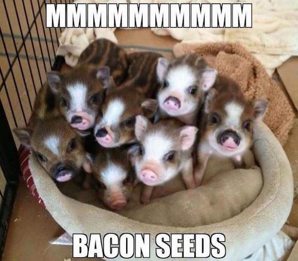 Obrázek Bacon Seeds
