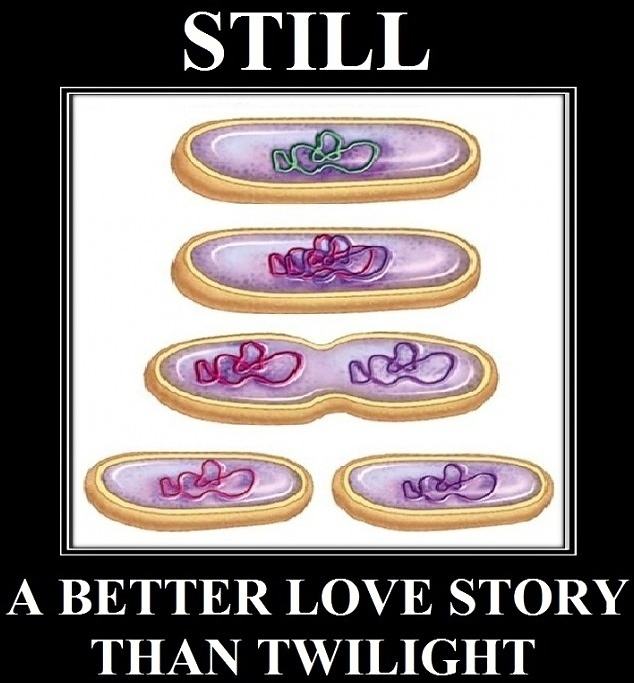 Obrázek Bacteria Reproduction