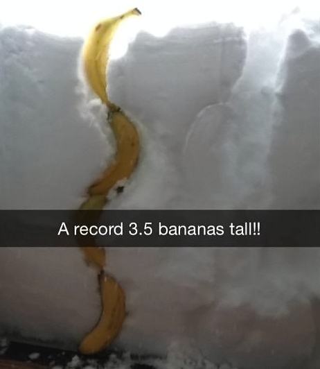 Obrázek Bananas for scale