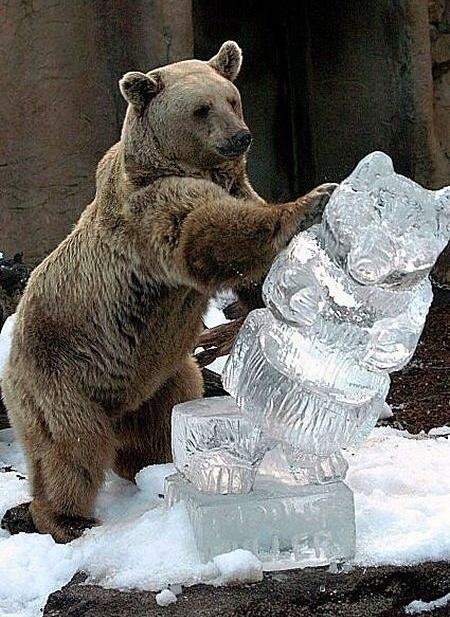 Obrázek Bear Hates Statues