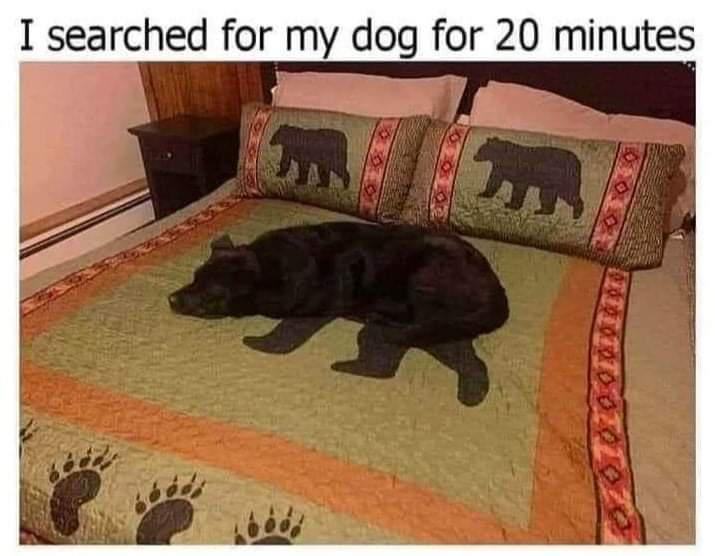 Obrázek Bearly saw him