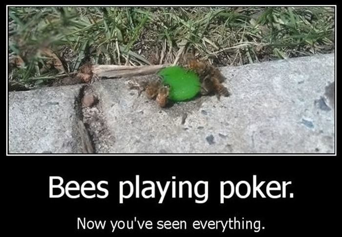 Obrázek Bees Playing Poker