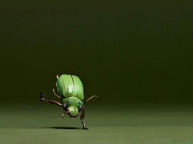 Obrázek Beetledance 
