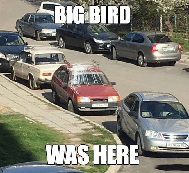 Obrázek Big Bird Was Here