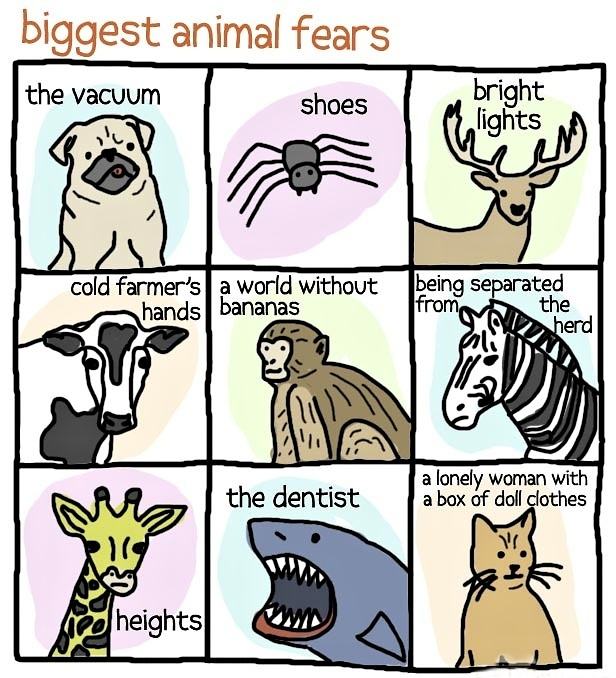 Obrázek Biggest Animal Fears 17-01-2012