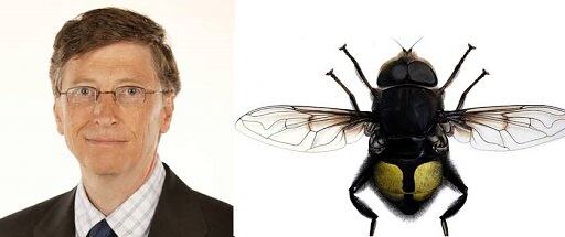 Obrázek Bill Gates i Eristalis gatesi