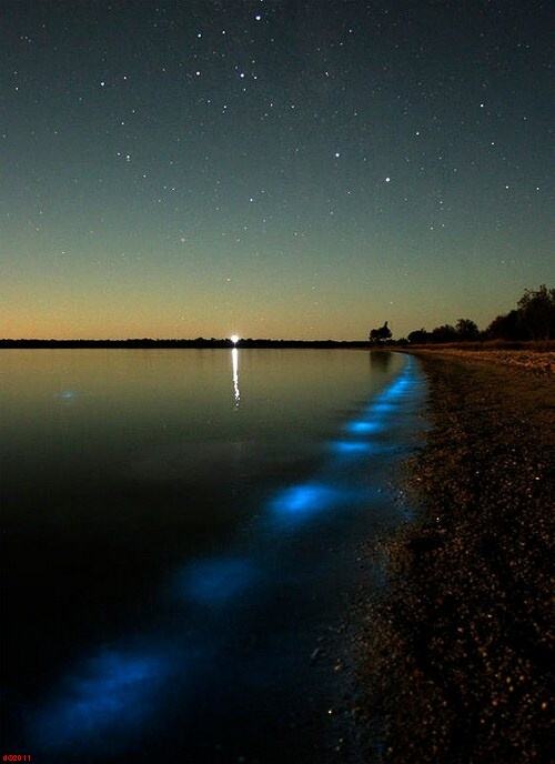 Obrázek Bioluminescent-lake-in-Australia-002