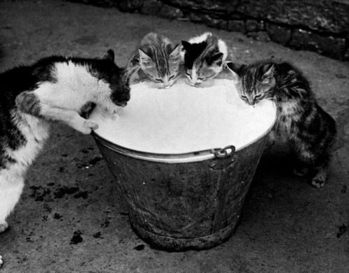 Obrázek Black-and-white-photos-of-kittens-010