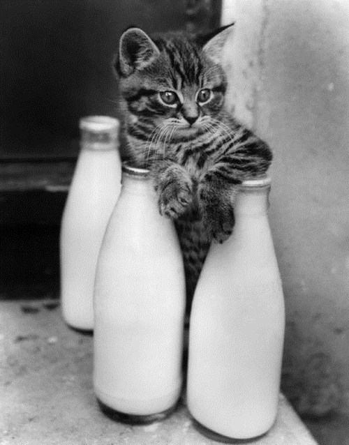Obrázek Black-and-white-photos-of-kittens-018