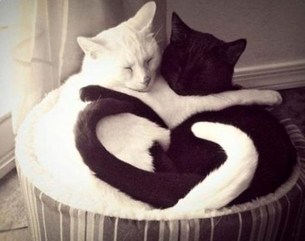 Obrázek Black and White love 14-02-2012