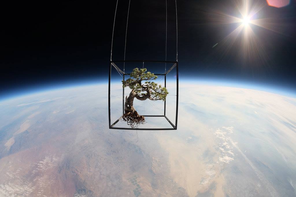 Obrázek Bonsai hodne vysoko