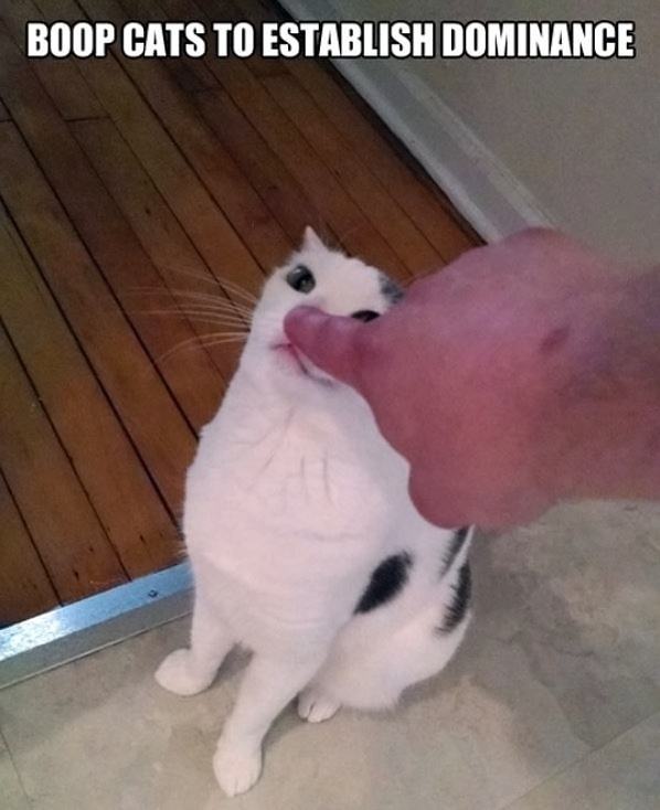 Obrázek Boop Cats