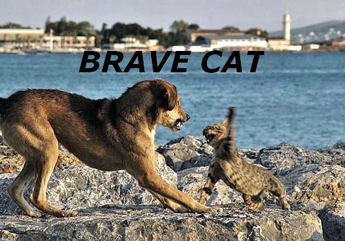Obrázek Brave cat 17-12-2011