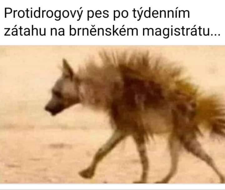 Obrázek Brno zatah na drogy