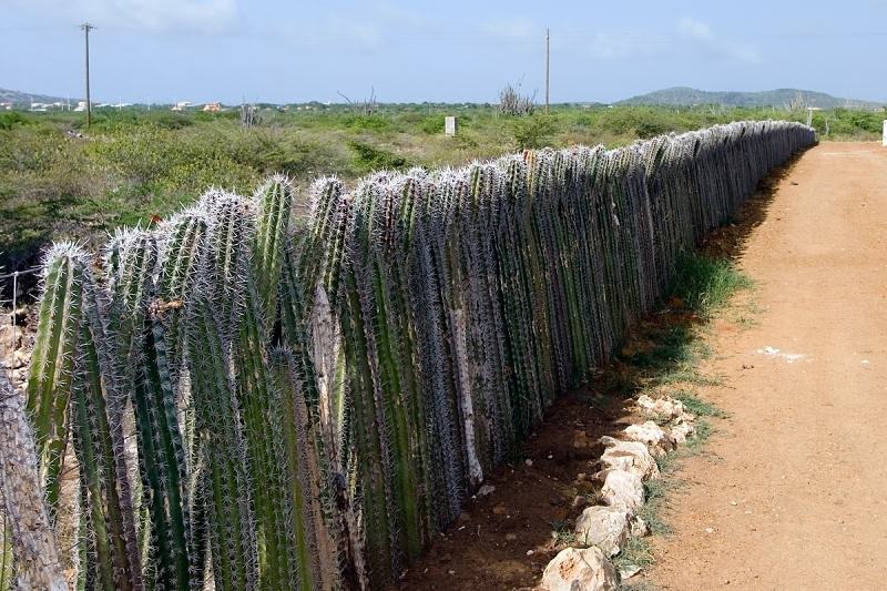 Obrázek Built A Fence