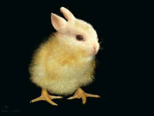 Obrázek BunnyChicken