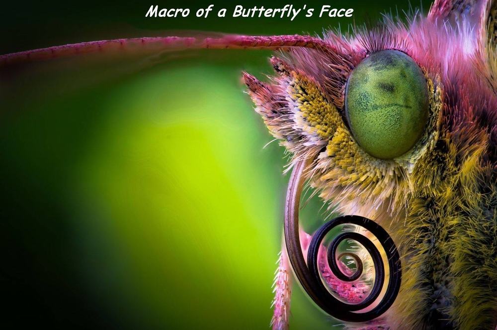 Obrázek ButterflyFace