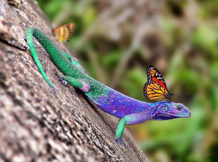 Obrázek Butterfly and lizard