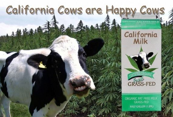 Obrázek California cows