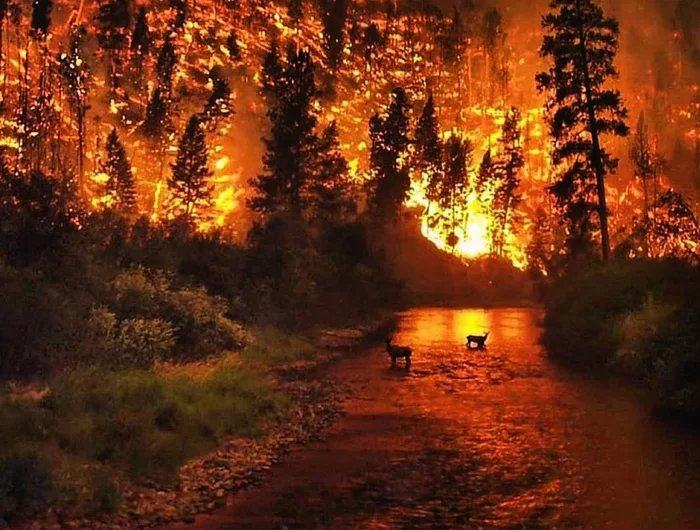 Obrázek California on fire