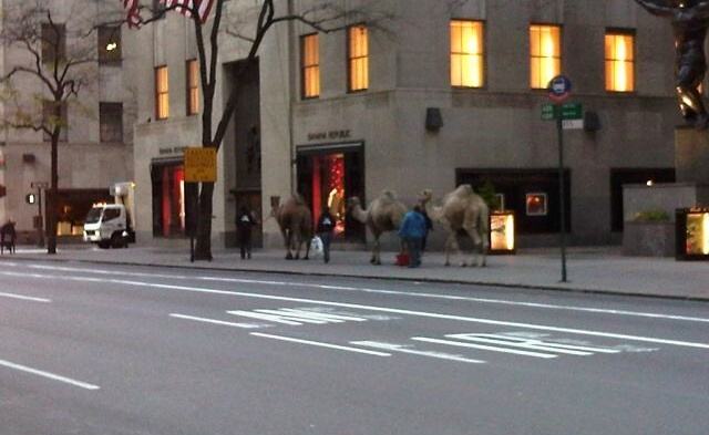 Obrázek Camels street