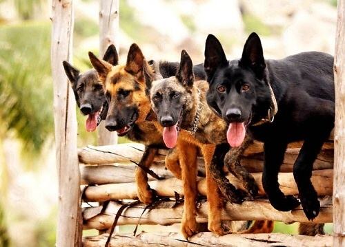 Obrázek Canine Commandos in Training