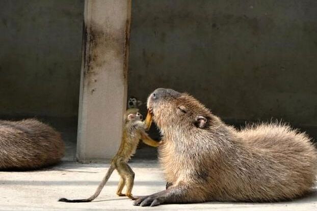 Obrázek Capybara monkey scratch