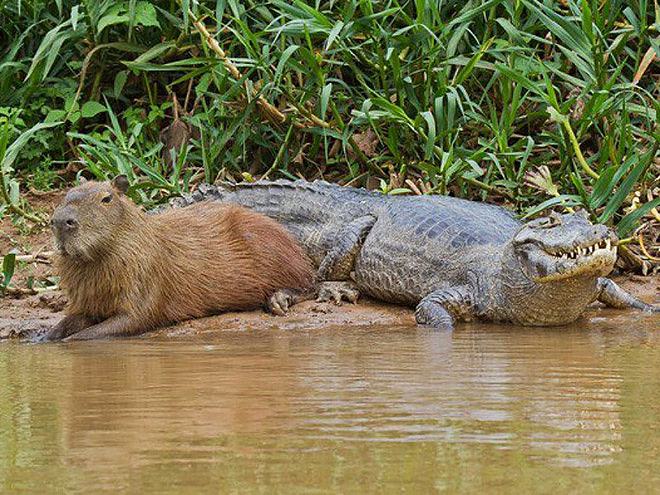 Obrázek Capybaras Are Chill With Everyone