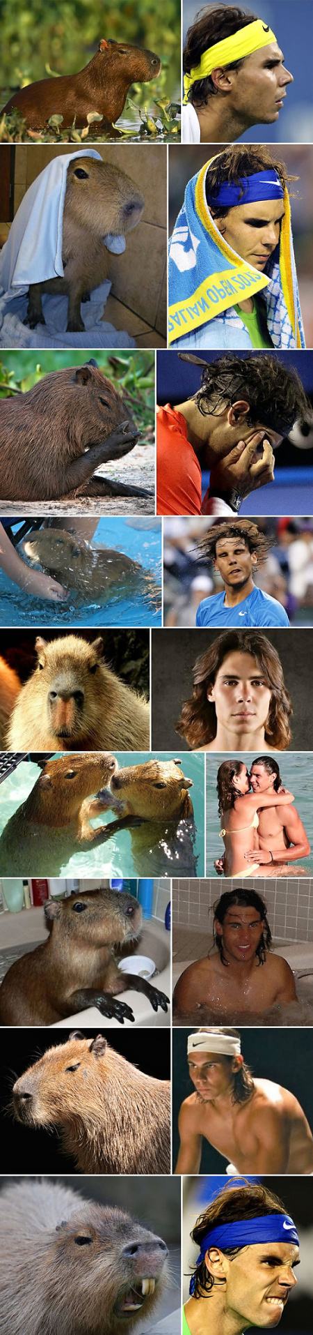 Obrázek Capybaras that look like Rafael Nadal - 16-04-2012