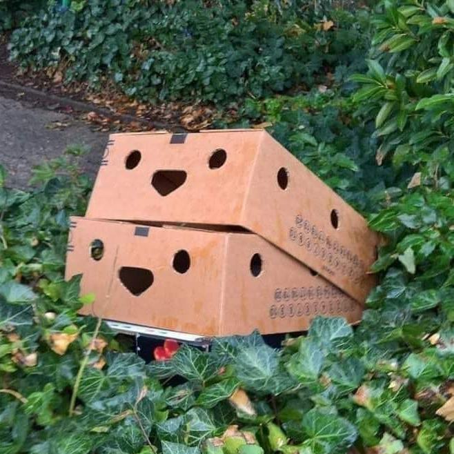 Obrázek Cardboard sex in a bush