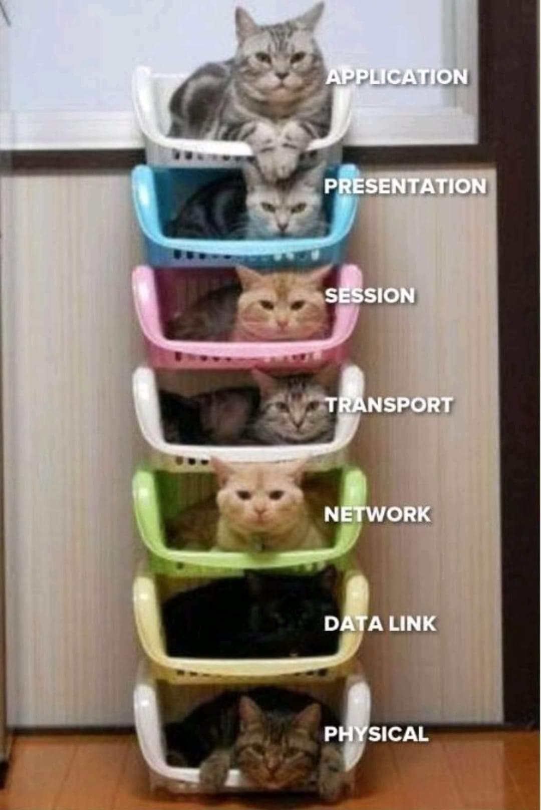 Obrázek Cat7 anatomy 