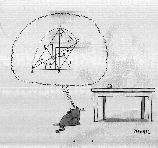 Obrázek Cat 090711