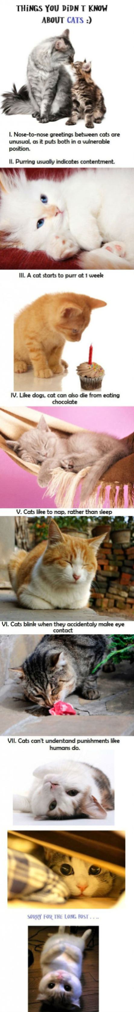 Obrázek Cat Facts