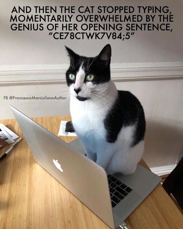 Obrázek Cat Genius