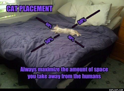 Obrázek Cat Placement