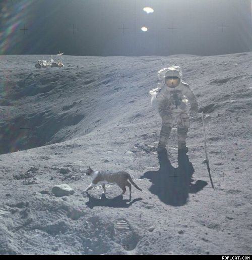 Obrázek Cat Walks On The Moon