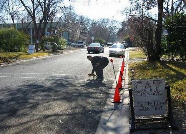 Obrázek Cat crossing