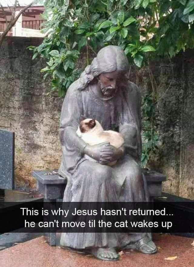 Obrázek Cat holic