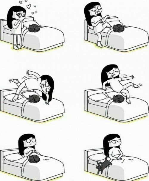 Obrázek Cat&nbsp;owner&nbsp;acrobatics