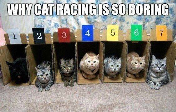 Obrázek Cat racing