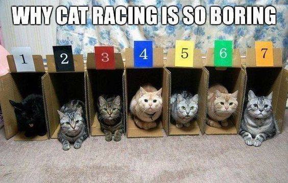 Obrázek Cat racing
