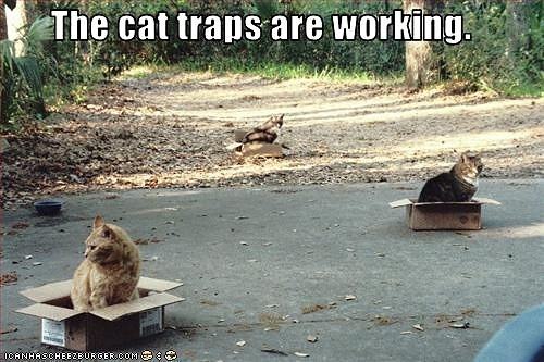 Obrázek Cat traps 14-01-2012