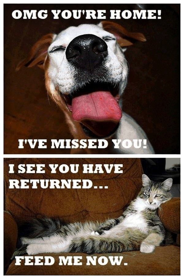 Obrázek Cat vs dog - 10-05-2012