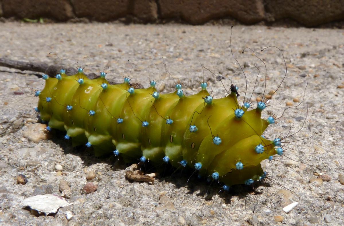 Obrázek Caterpillar of a Giant Peacock Moth - Saturnia Pyri