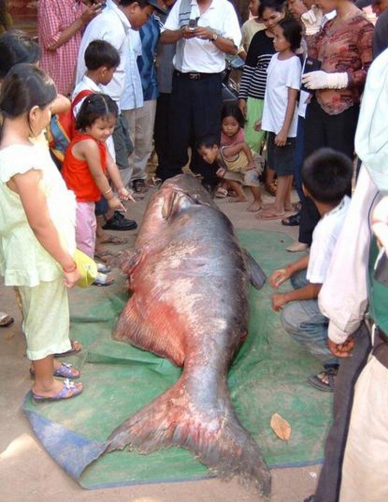 Obrázek Catfish from the Mekong River