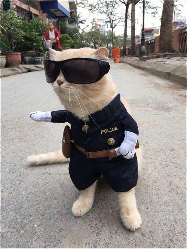 Obrázek Catpolice