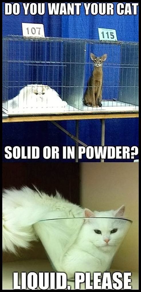 Obrázek Cats-are-strange-very-strange