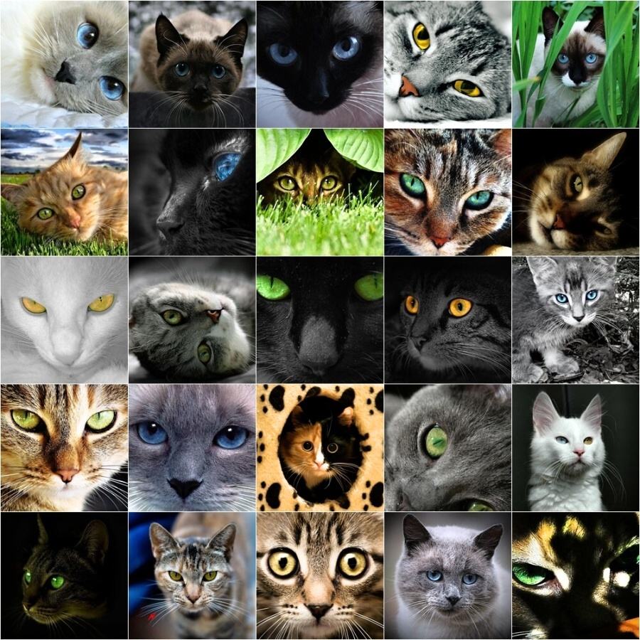 Obrázek Cats Eyes