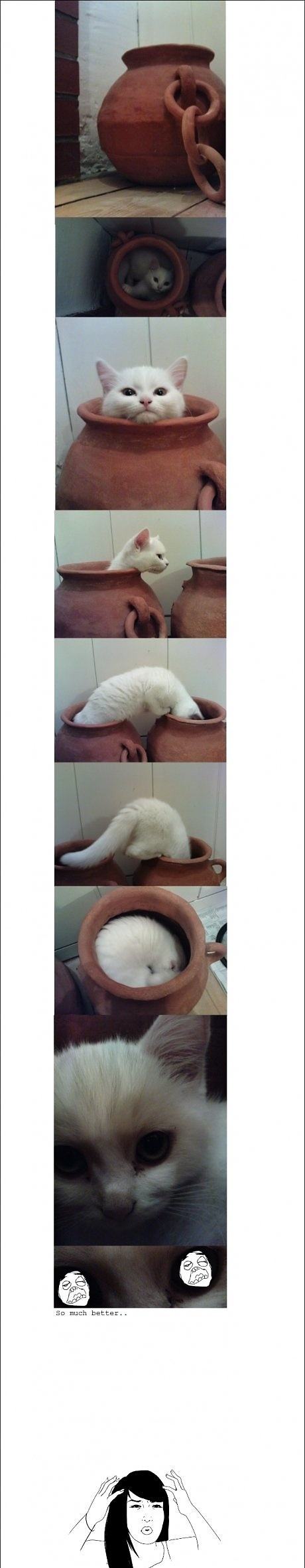 Obrázek Cats Logic 02-04-2012