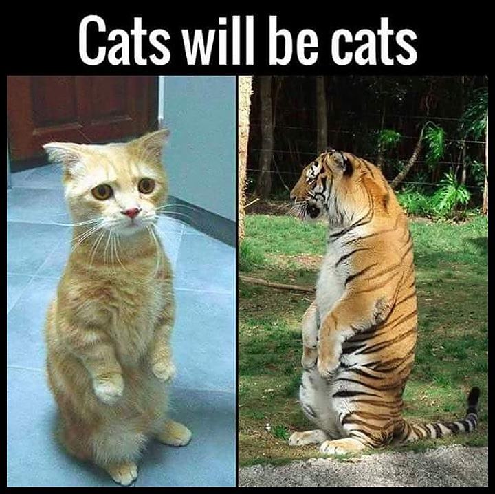 Obrázek Cats Will Be CatS